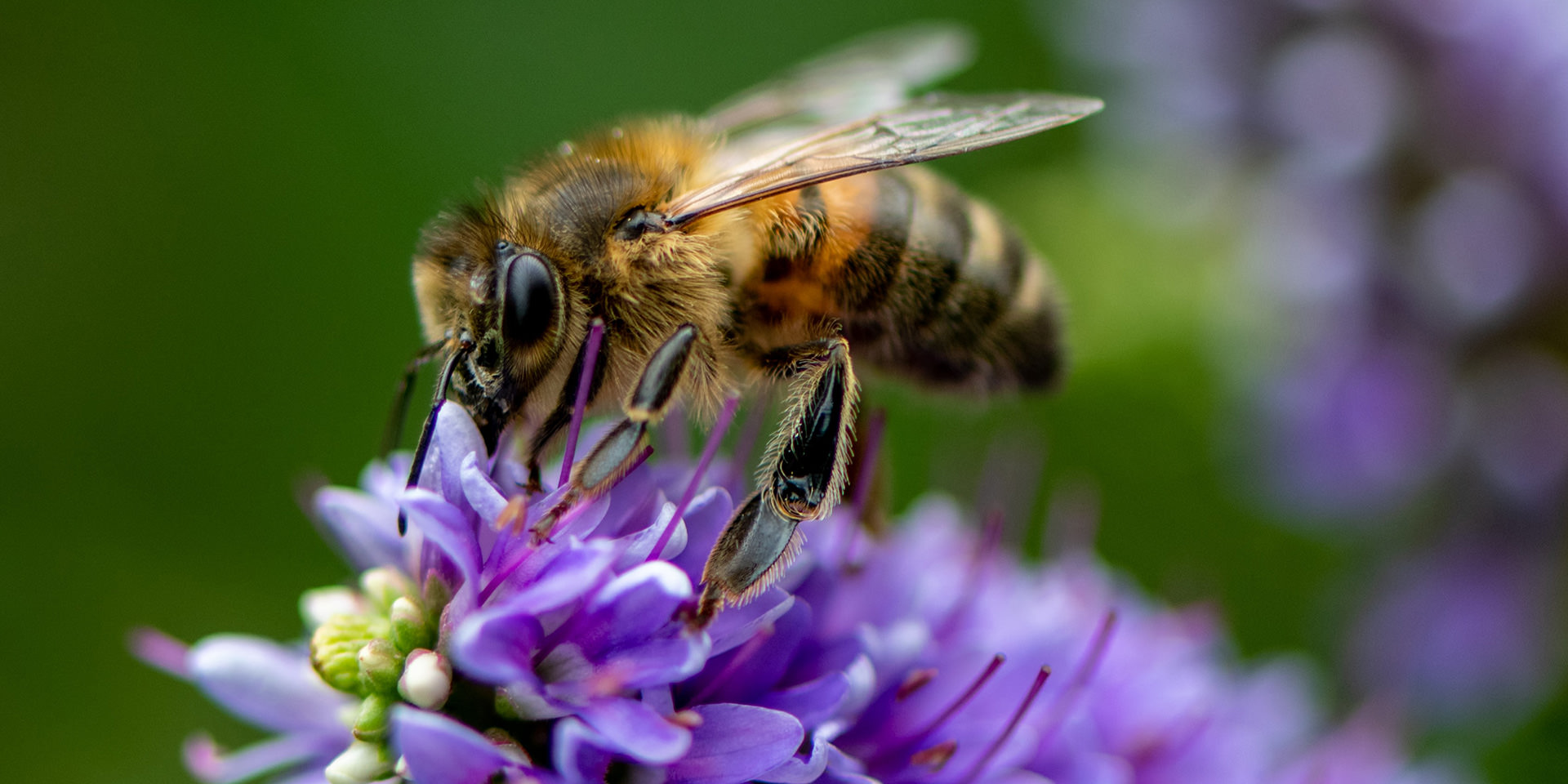 Monokulturen und massenhafter Pestizideinsatz 
bedrohen Bienen und andere Insekten.